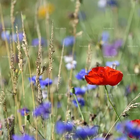 Schwarzwaldhaus Schoenbuehl, Weg Todtmoos